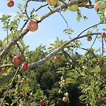 Schwoererhof * Schweighausen