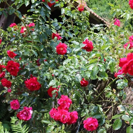 Schwoererhof Séjour à la ferme *