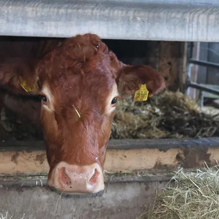 Séjour à la ferme Schwoererhof *