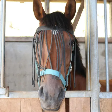 Séjour à la ferme Schwoererhof Schweighausen
