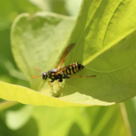 Schwoererhof * Schweighausen