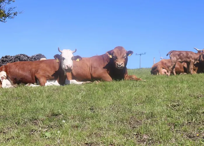 Bauernhof Schwörerhof *